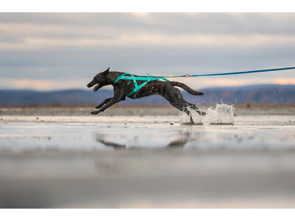 Non-stop dogwear Freemotion harness 5.0 trekksele – Aqua/rosa