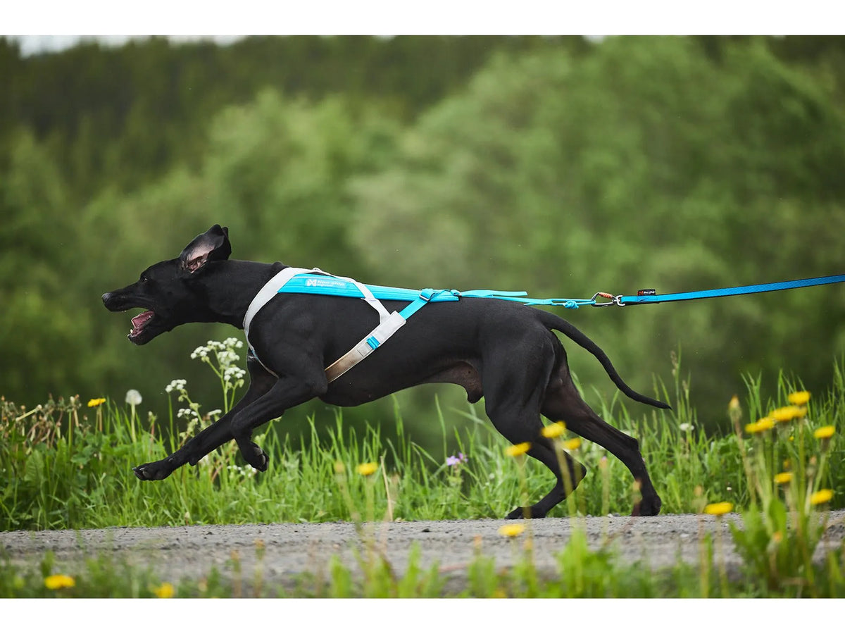 Non-stop dogwear Freemotion harness 5.0 trekksele – Blå/grå