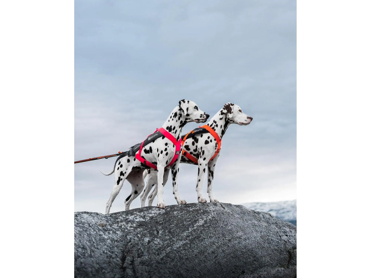 Non-stop dogwear Freemotion harness 5.0 trekksele – Rosa/grå