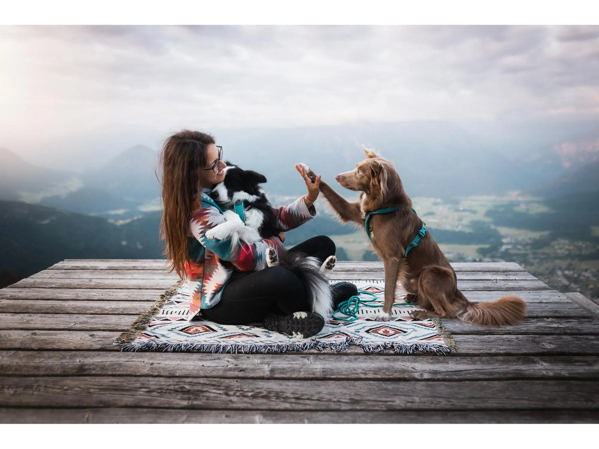Non-stop dogwear Line harness 5.0 sele – Teal