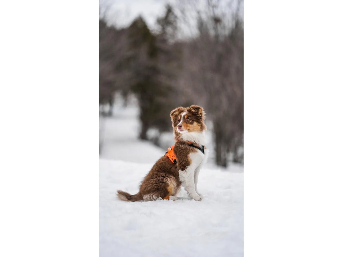 Non-stop dogwear Ramble harness tursele – Svart/oransje