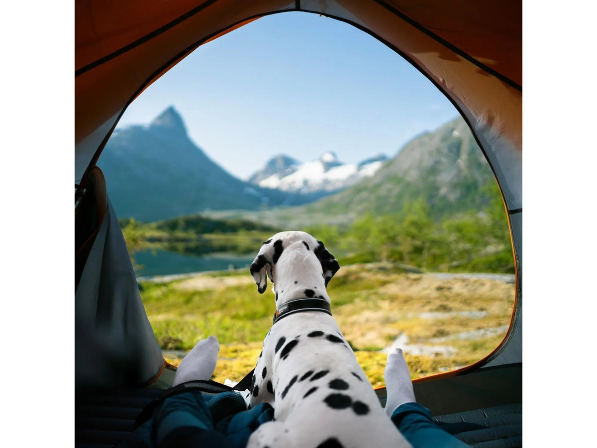 Non-stop dogwear Roam collar halsbånd – Blå – modellen vist i annen farge