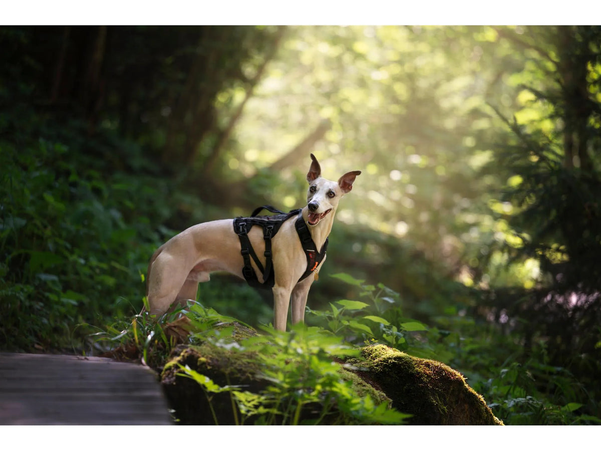 Non-stop dogwear Rock harness long tursele – Svart/oransje