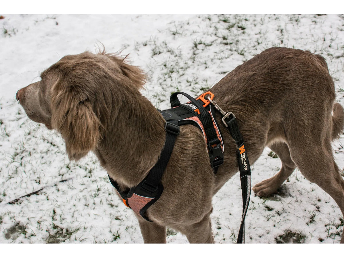 Non-stop dogwear Strong leash leiebånd – Svart