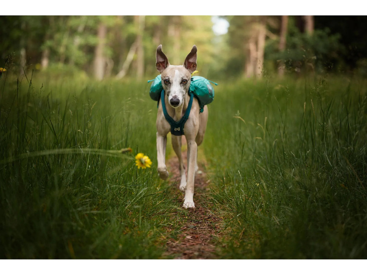 Non-stop dogwear Trail light dog backpack hundesekk – Teal