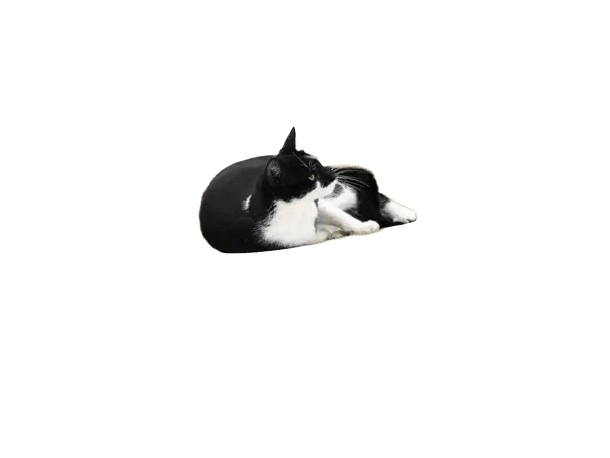 Svart og hvit katt hviler i en oval, hvit Oliver 61 klorekurv i bølgepapp.