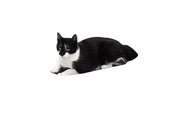 Svart-hvit katt hviler på en hvit og bølgepapp Oliver 61 klorekurv med "REBEL" trykk.