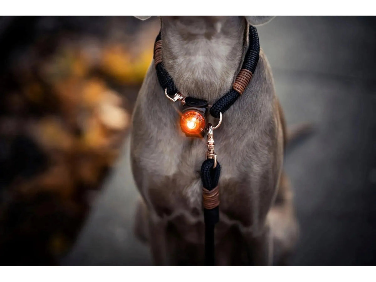 Orbiloc Dog Dual Safety Pack med oransje LED-lys festet på en hunds mørke halsbånd.