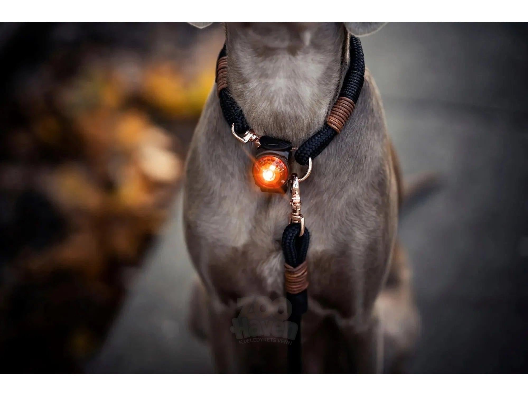 Orbiloc Dog Dual - Safety Pack