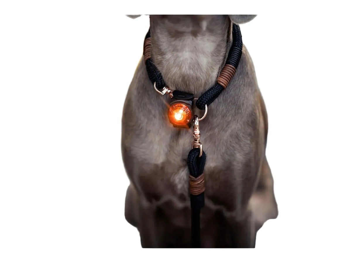 Orbiloc Dog Dual Safety Pack med oransje LED-lys festet på en hunds mørke halsbånd.