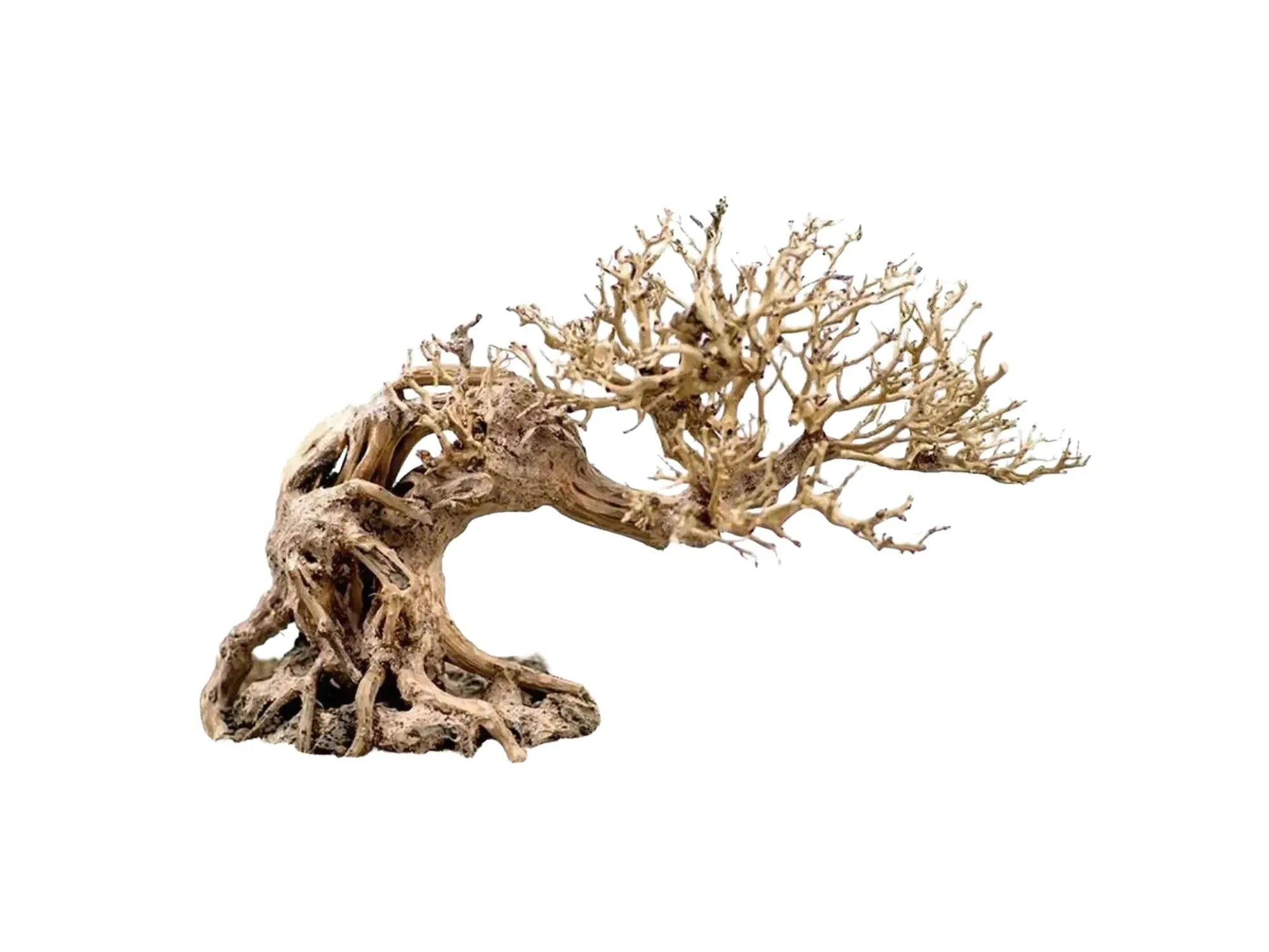 Ozami Akvaristik Bonsai Wood, 23x17x10 cm, med lav stamme og forgrenede grener.
