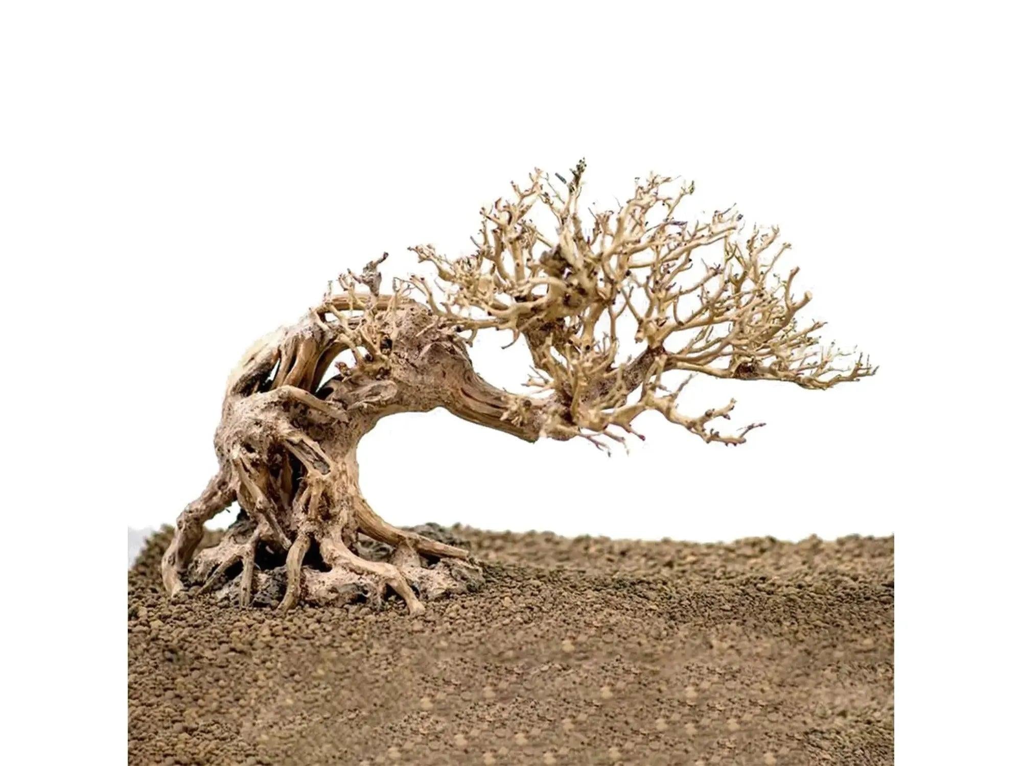 Ozami Akvaristik Bonsai Wood, 23x17x10 cm, med lav stamme og forgrenede grener.