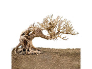 Ozami Akvaristik Bonsai Wood 23 × 17 × 10 cm