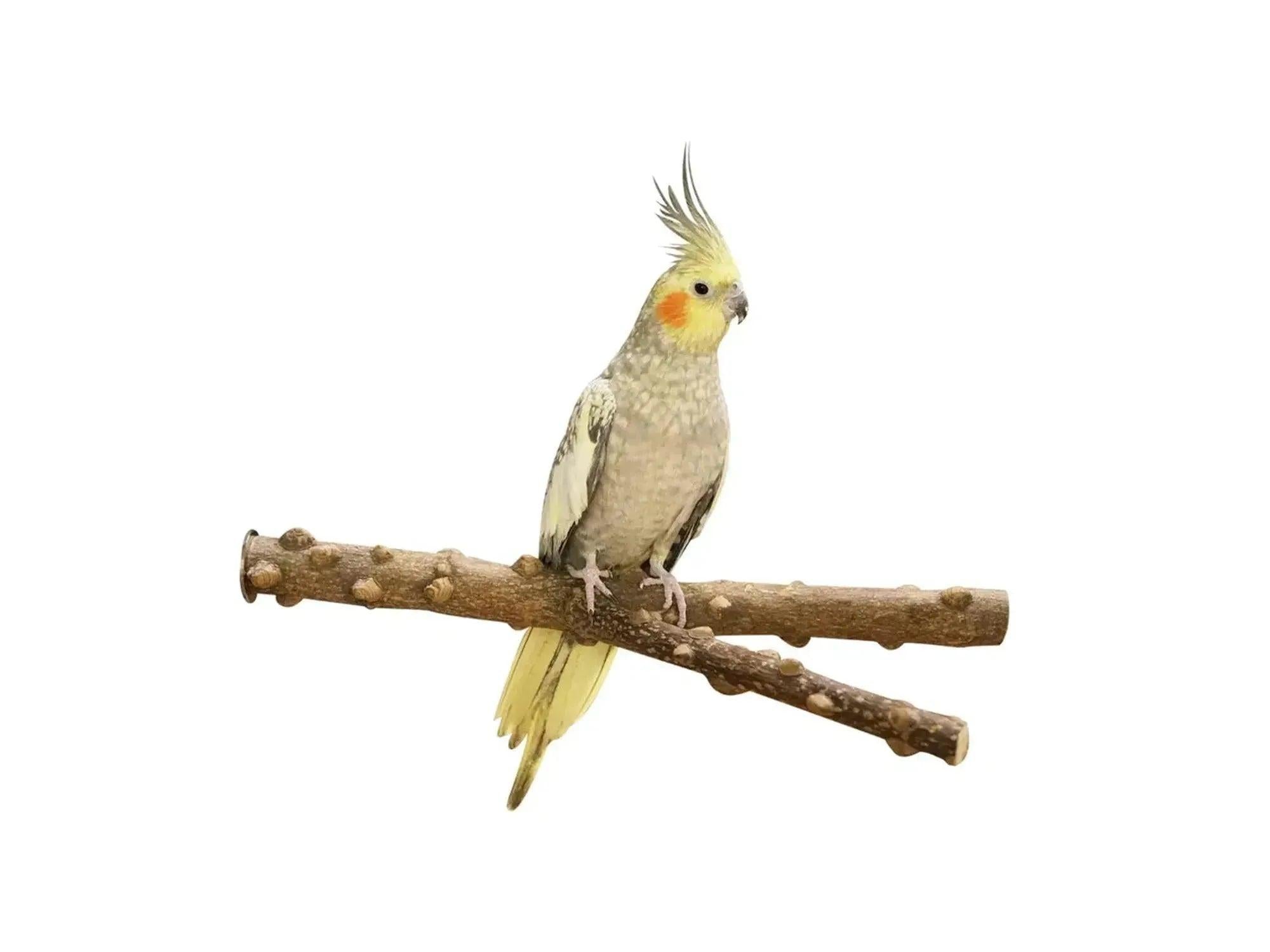 PepperPerch Y sittepinne i naturlig tre, 35 cm, med en nymfeparakitt.