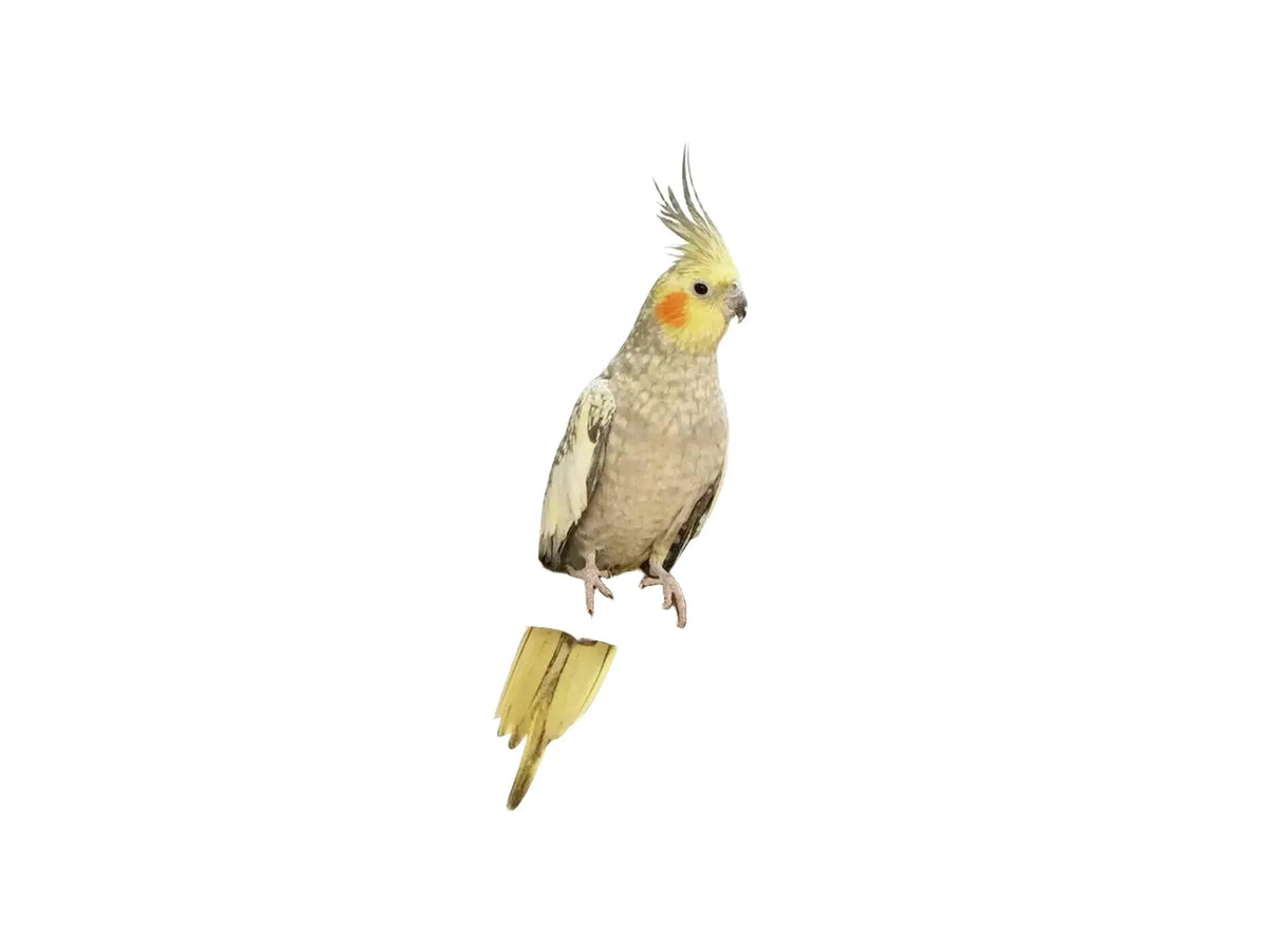 PepperPerch Y sittepinne i naturlig tre, 35 cm, med en nymfeparakitt.