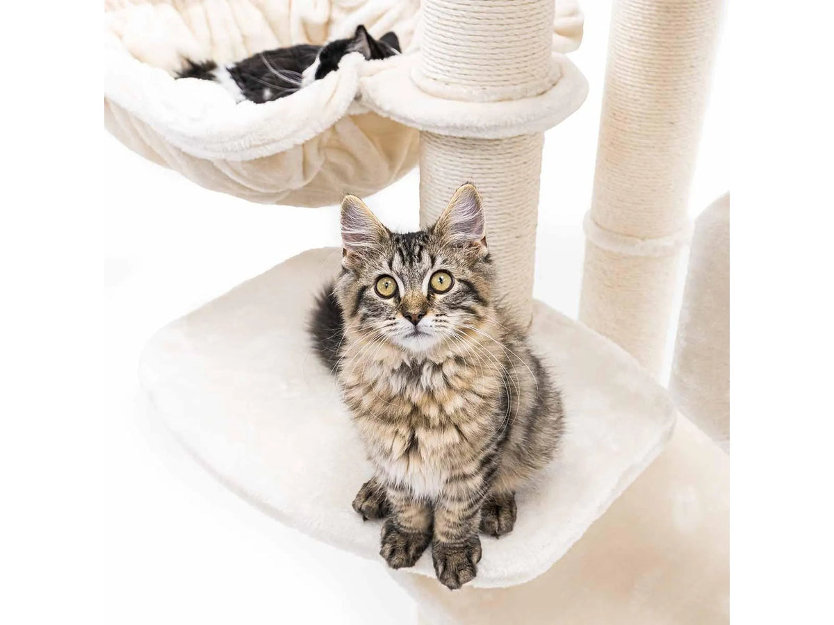 Petrebels Drive 167 med katt