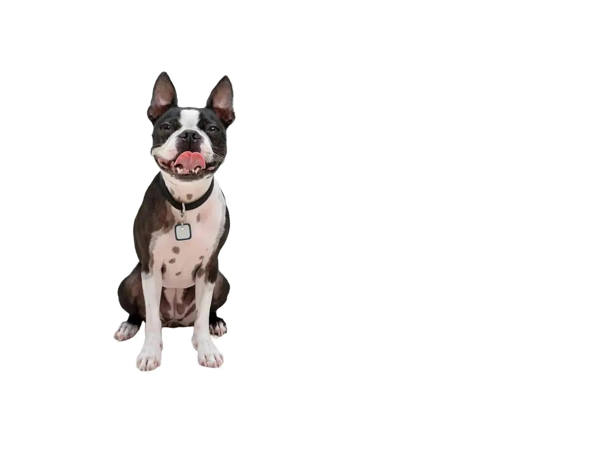 Svart og hvit Boston Terrier foran en hvit PetSafe Smart Door for hund og katt, med værforsegling.