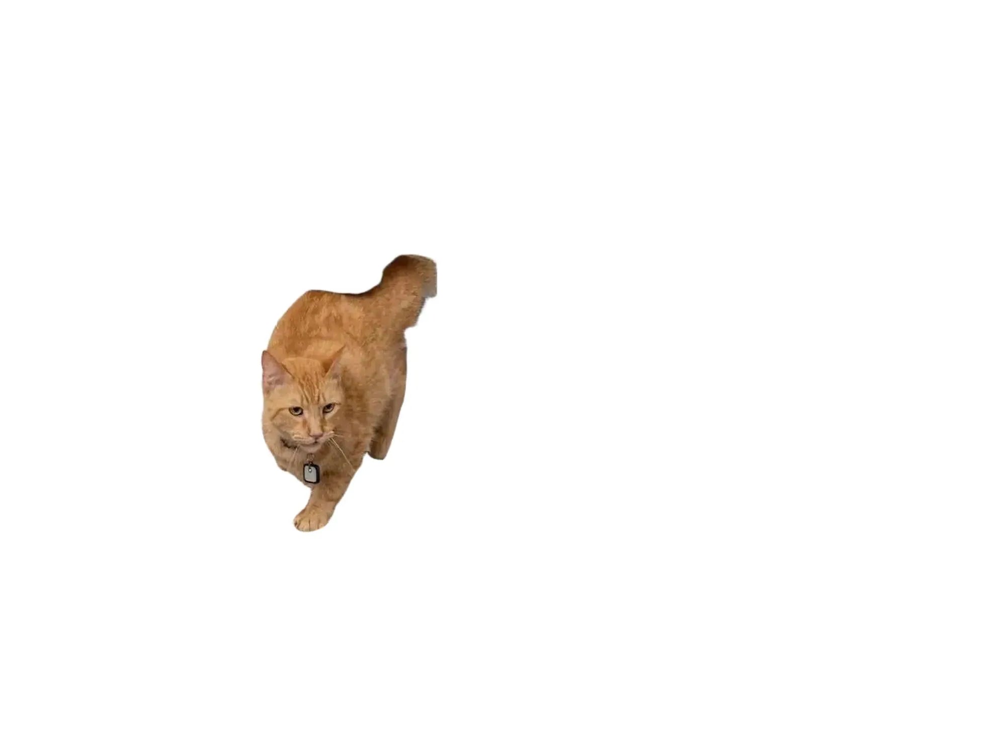 Oransje katt går gjennom hvit PetSafe Ecom Smart Door med svart klaff, installert i en hvit dør.