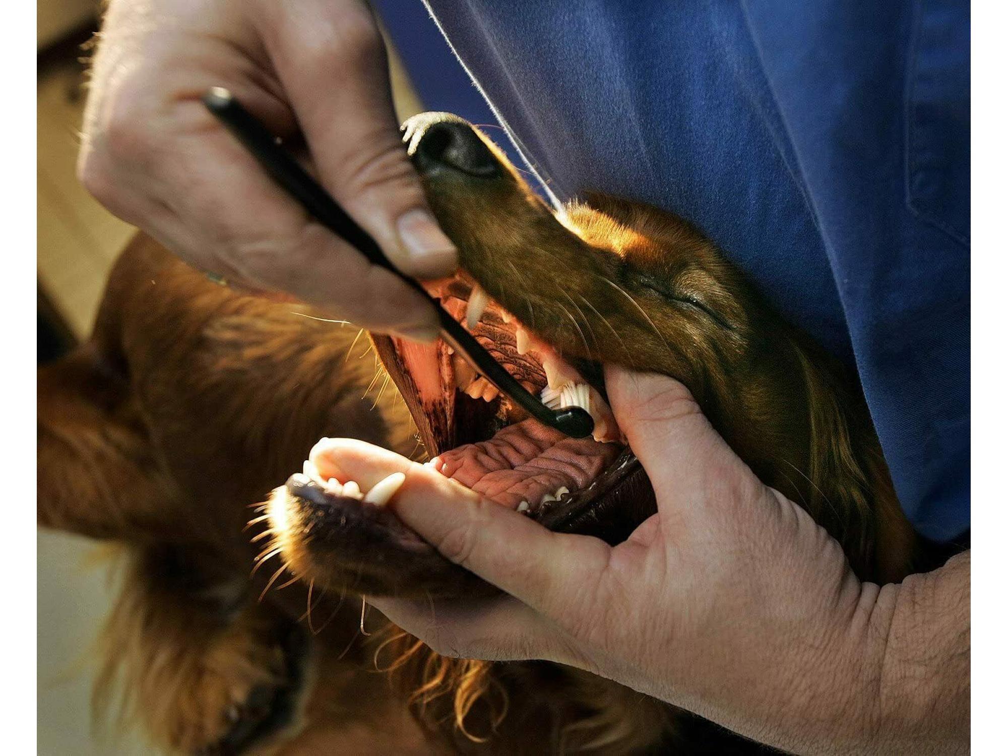 En person pusser tennene på en brun hund med en svart Petosan dobbelthodet tannbørste.