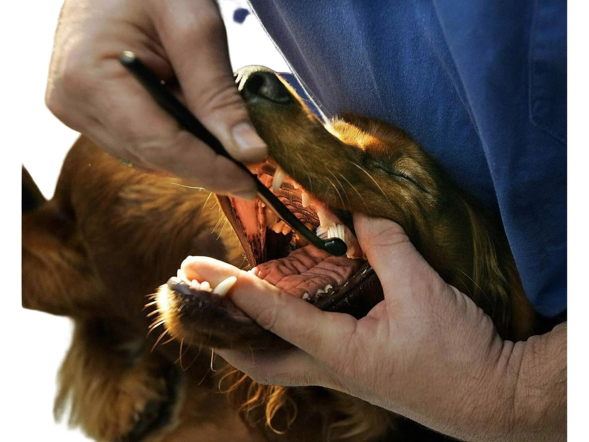 En person pusser tennene på en brun hund med en svart Petosan dobbelthodet tannbørste.