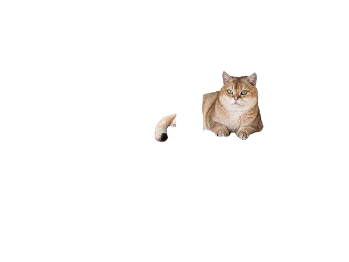 Grått Petrebels Springfield 139 kattetårn med sisalstolper, hengekøye og en katt som hviler på en plattform.