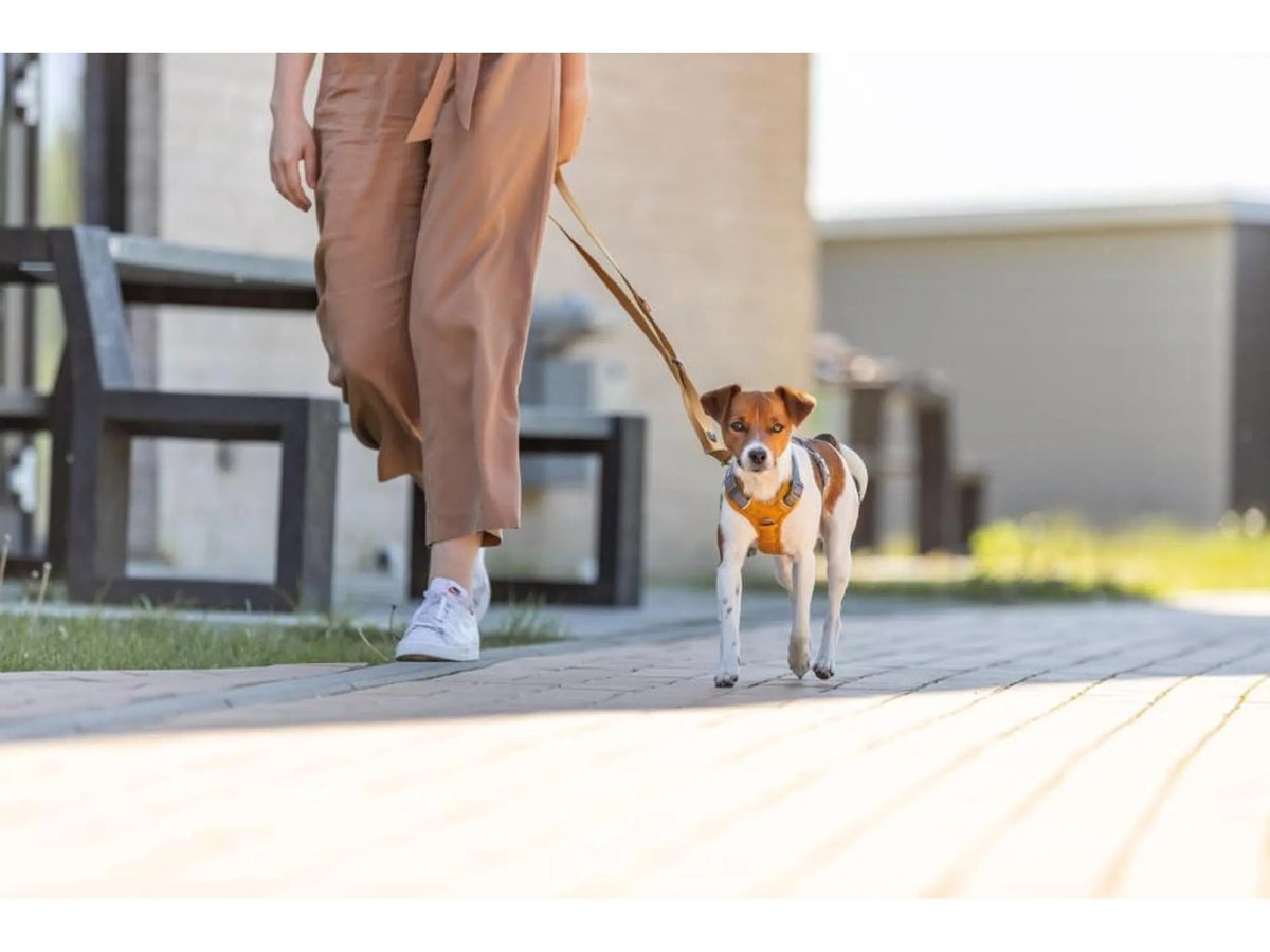 Trixie Premium Active Gul sele – bilde 5