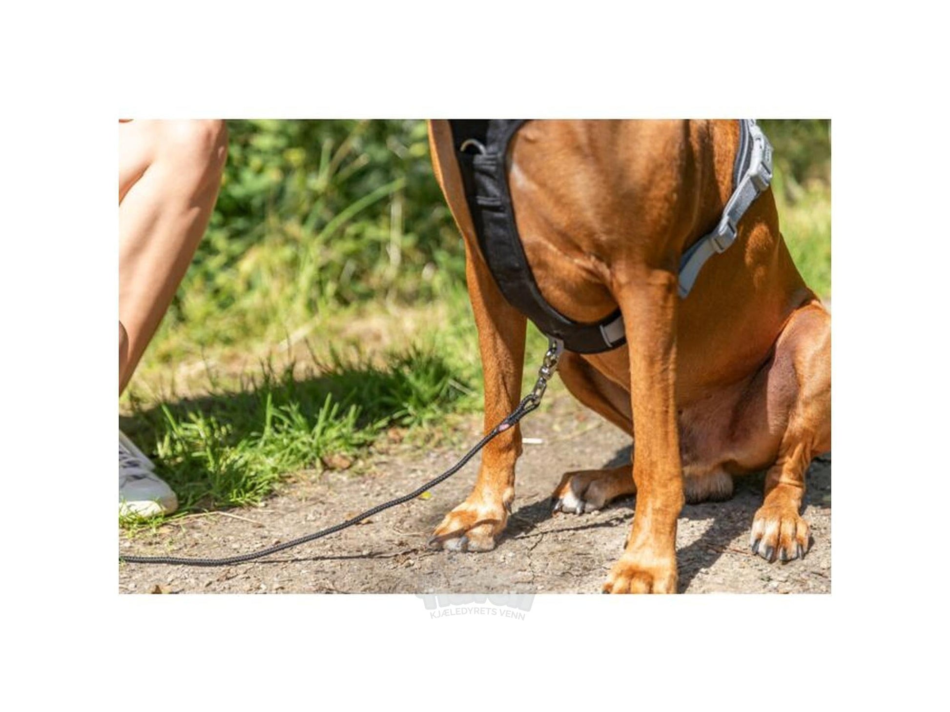 Trixie Premium Active Svart sele – bilde 5