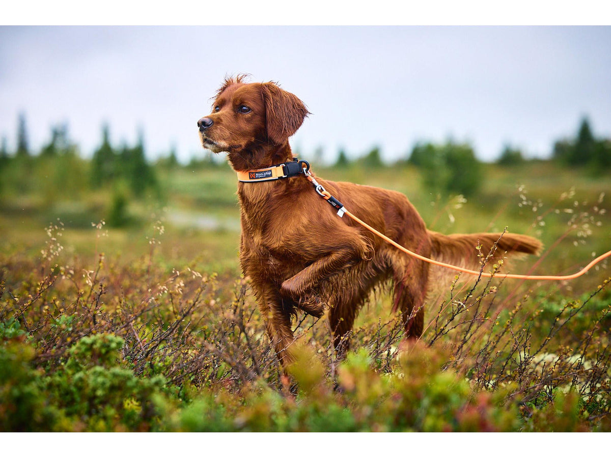 Non-stop dogwear Protector collar sikkerhetshalsbånd – Oransje