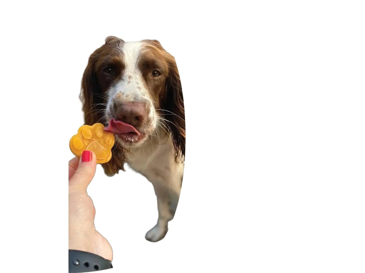 Brun og hvit hund slikker en gul poteformet godbit, med tekst om fordeler for fordøyelsen.