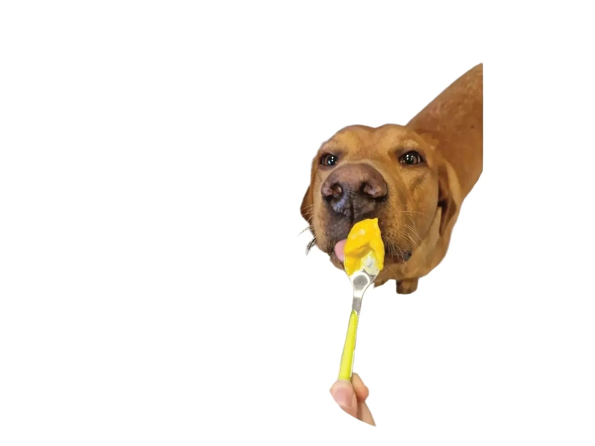 Brun hund slikker gul gresskarpuré fra en grønn skje, med serveringsinstruksjoner på venstre side.