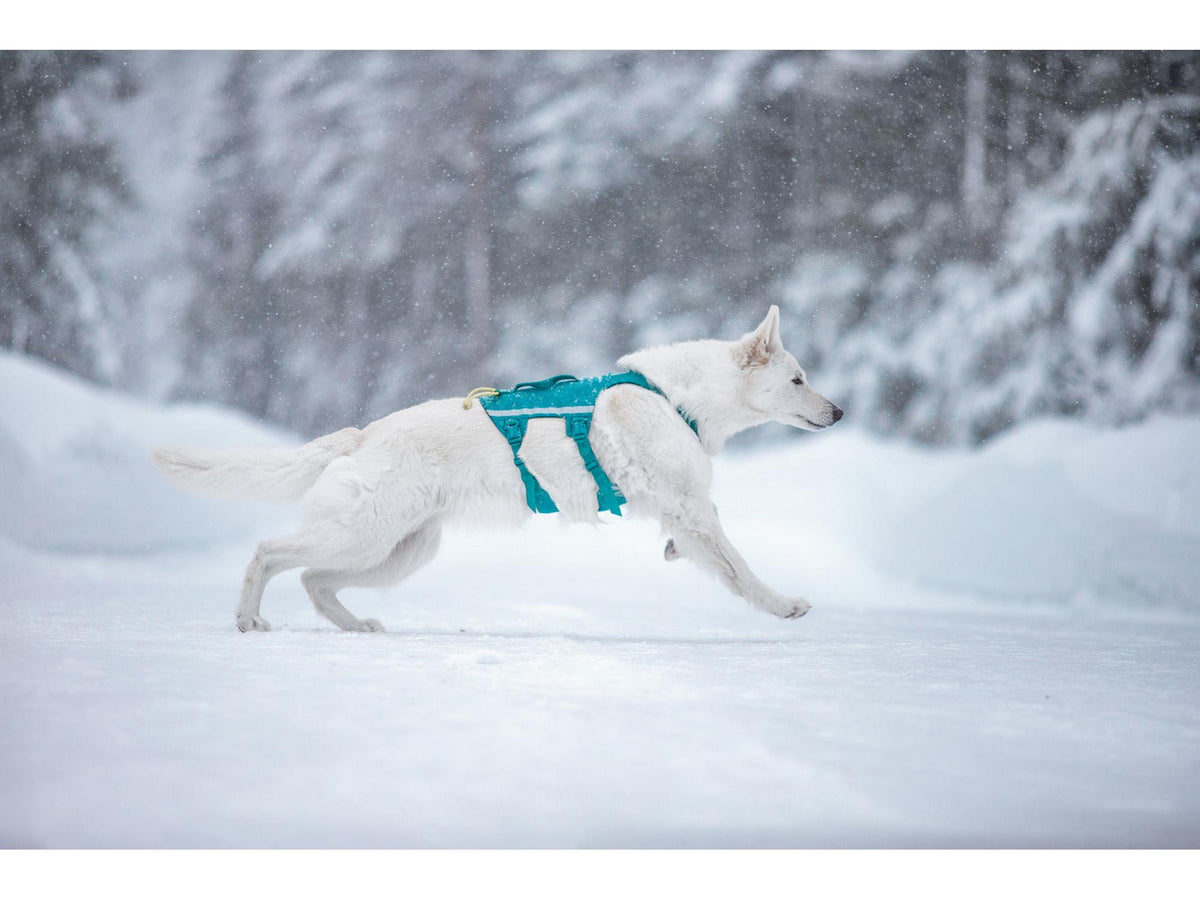 Non-stop dogwear Ramble harness long tursele – Teal