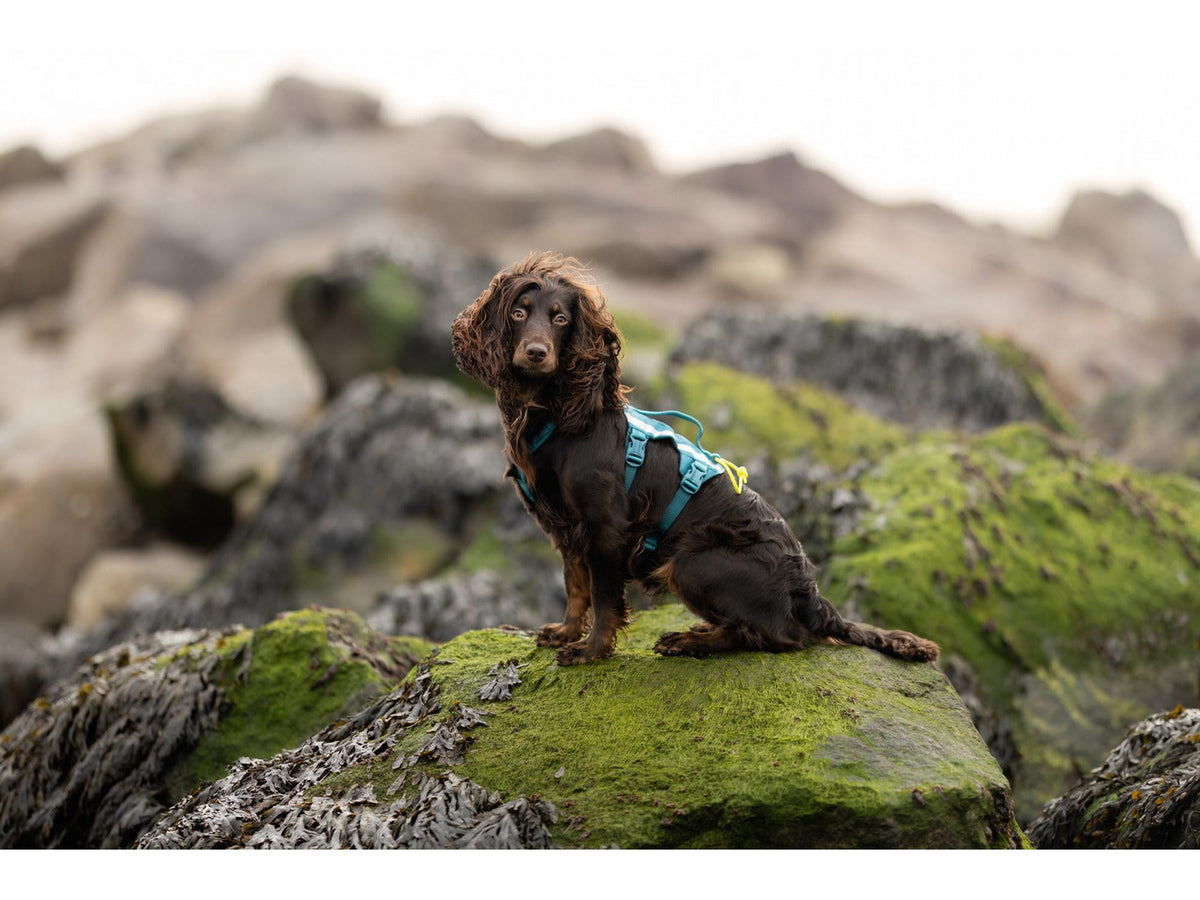 Non-stop dogwear Ramble harness long tursele – Teal