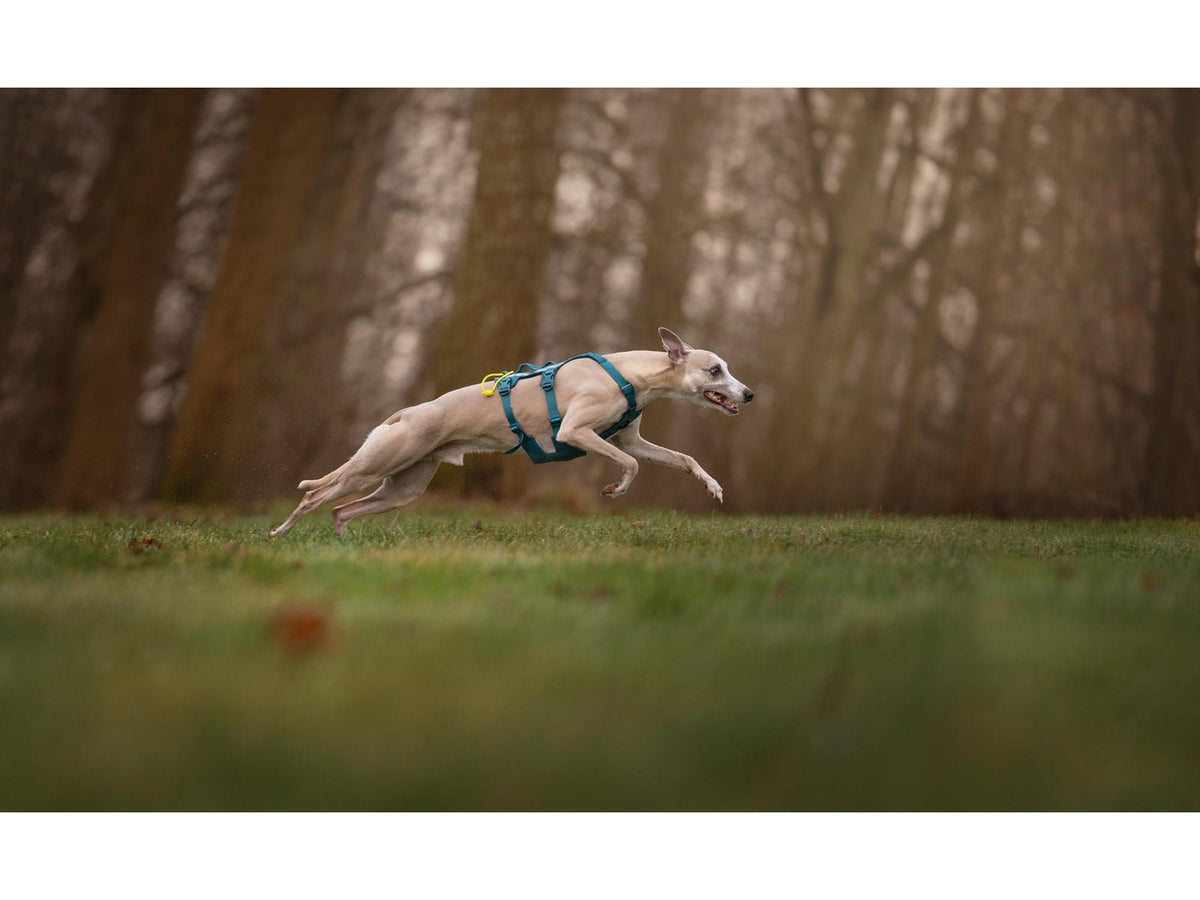 Non-stop dogwear Ramble harness long tursele – Teal