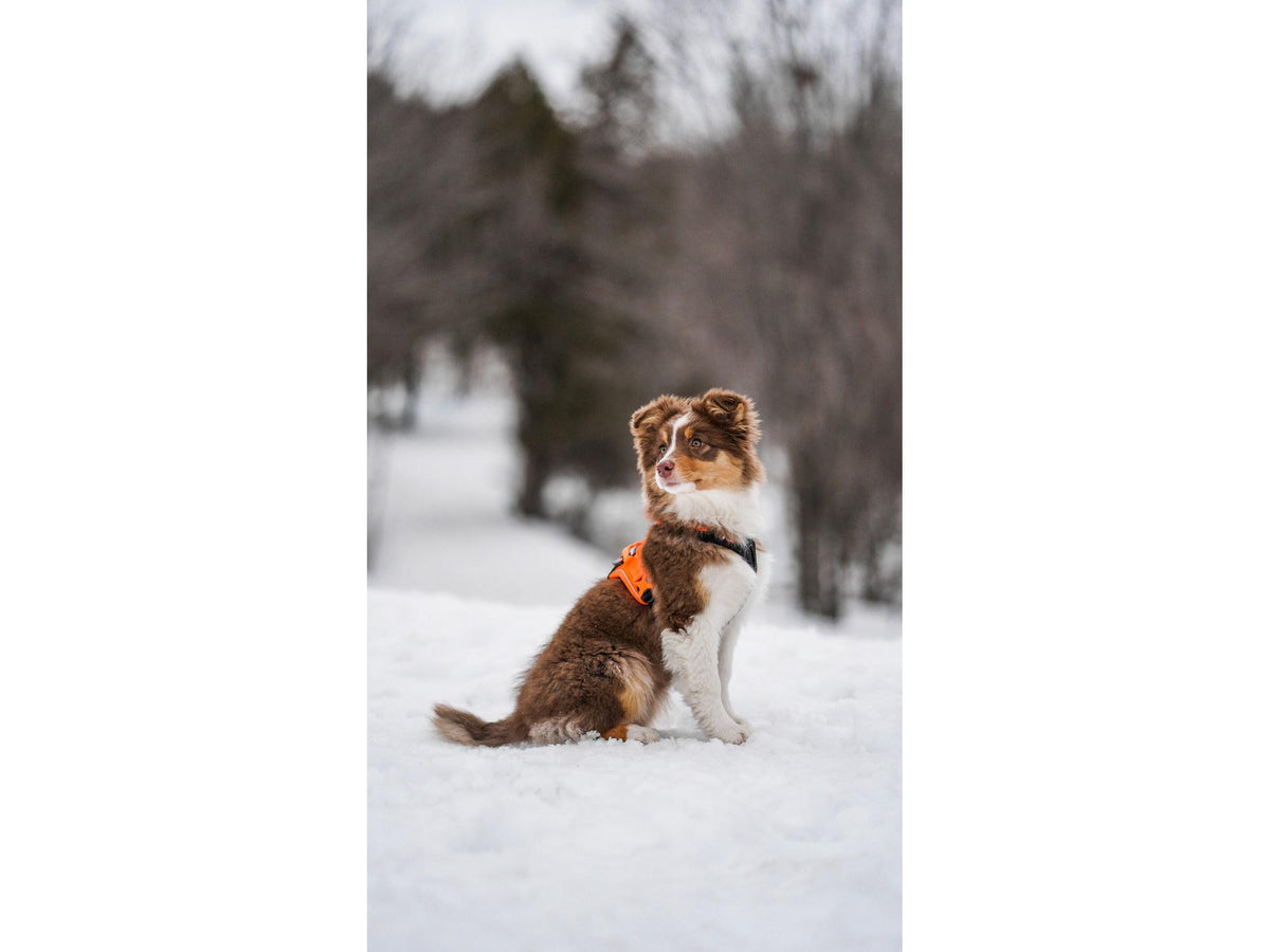 Non-stop dogwear Ramble harness tursele – Svart/oransje