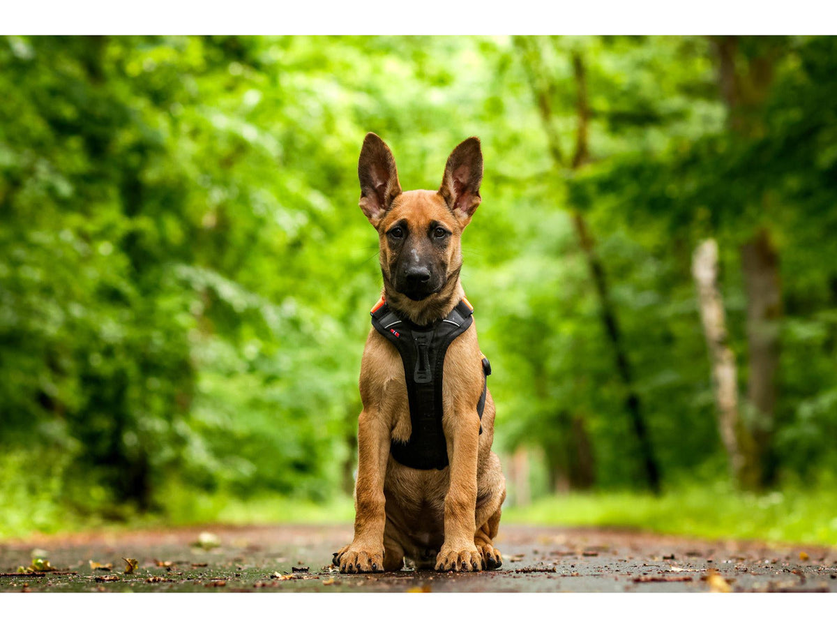 Non-stop dogwear Ramble harness tursele – Svart/oransje