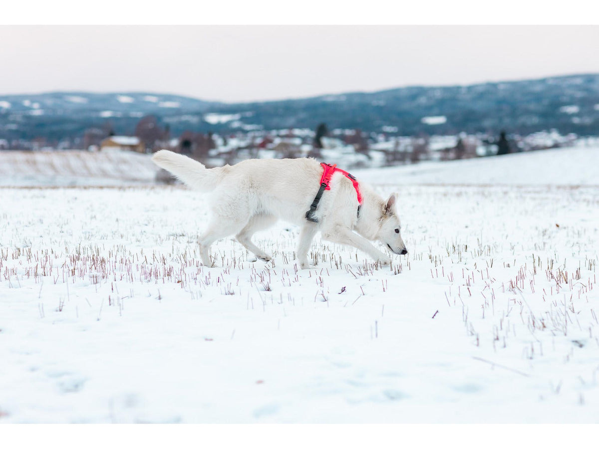 Non-stop dogwear Ramble harness tursele – Lilla – modellen vist i annen farge