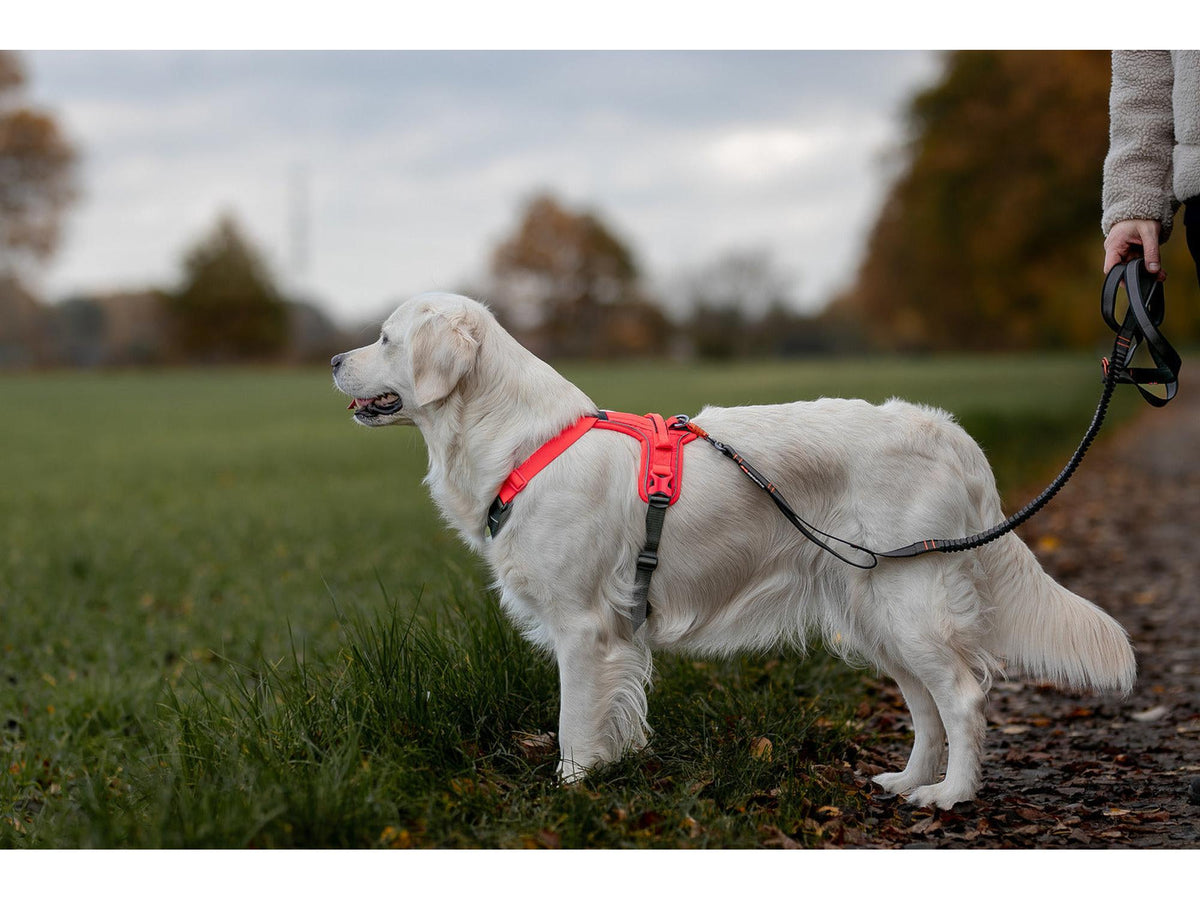 Non-stop dogwear Ramble harness tursele – Svart/rosa