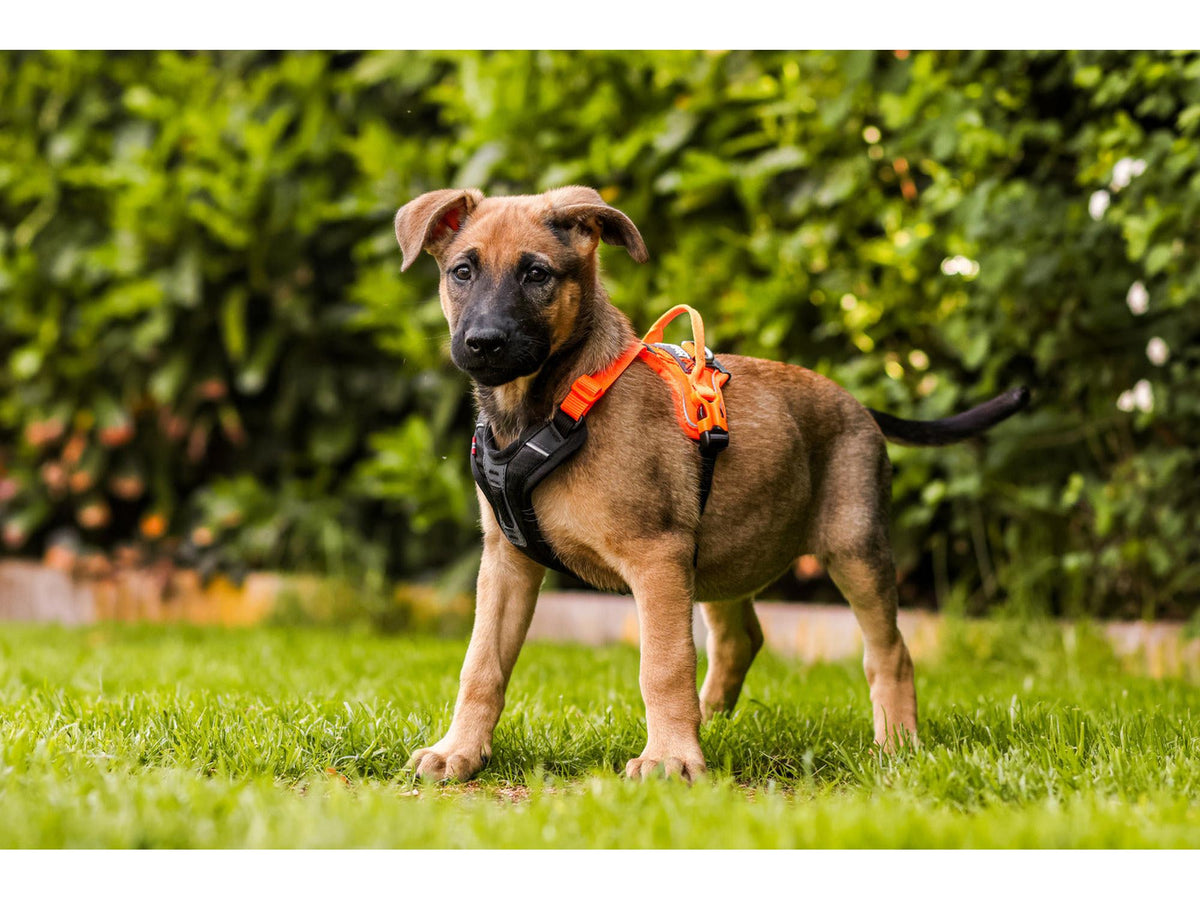 Non-stop dogwear Ramble harness tursele – Svart/oransje