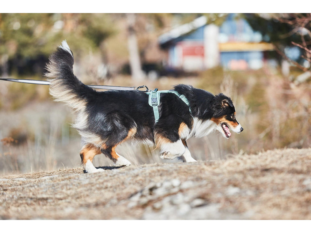 Non-stop dogwear Ramble harness tursele – Grønn