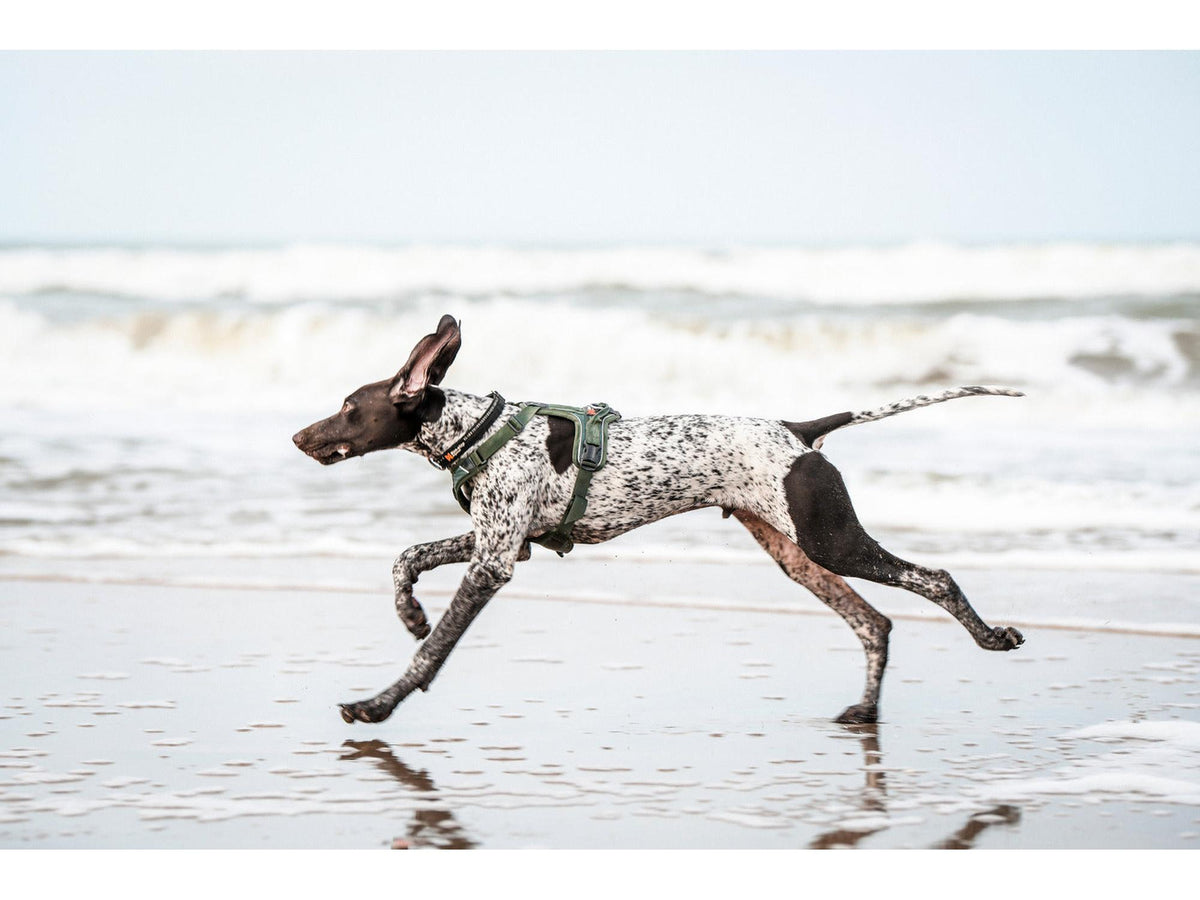 Non-stop dogwear Ramble harness tursele – Lilla – modellen vist i annen farge