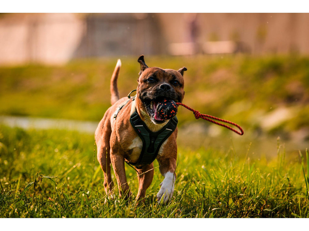 Non-stop dogwear Ramble harness tursele – Lilla – modellen vist i annen farge