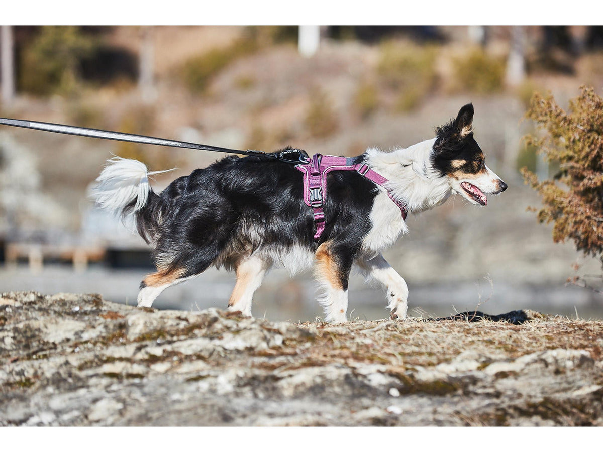 Non-stop dogwear Ramble harness tursele – Lilla
