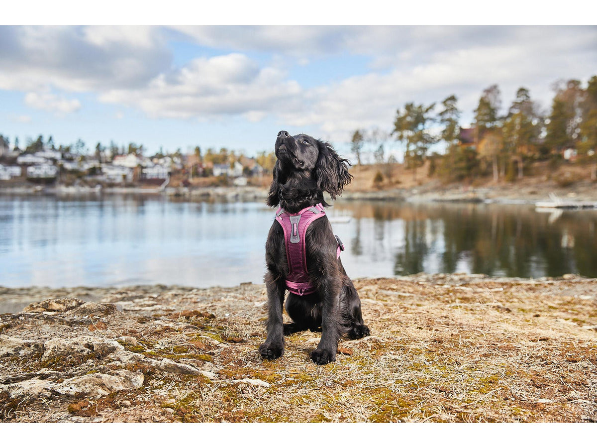 Non-stop dogwear Ramble harness tursele – Lilla