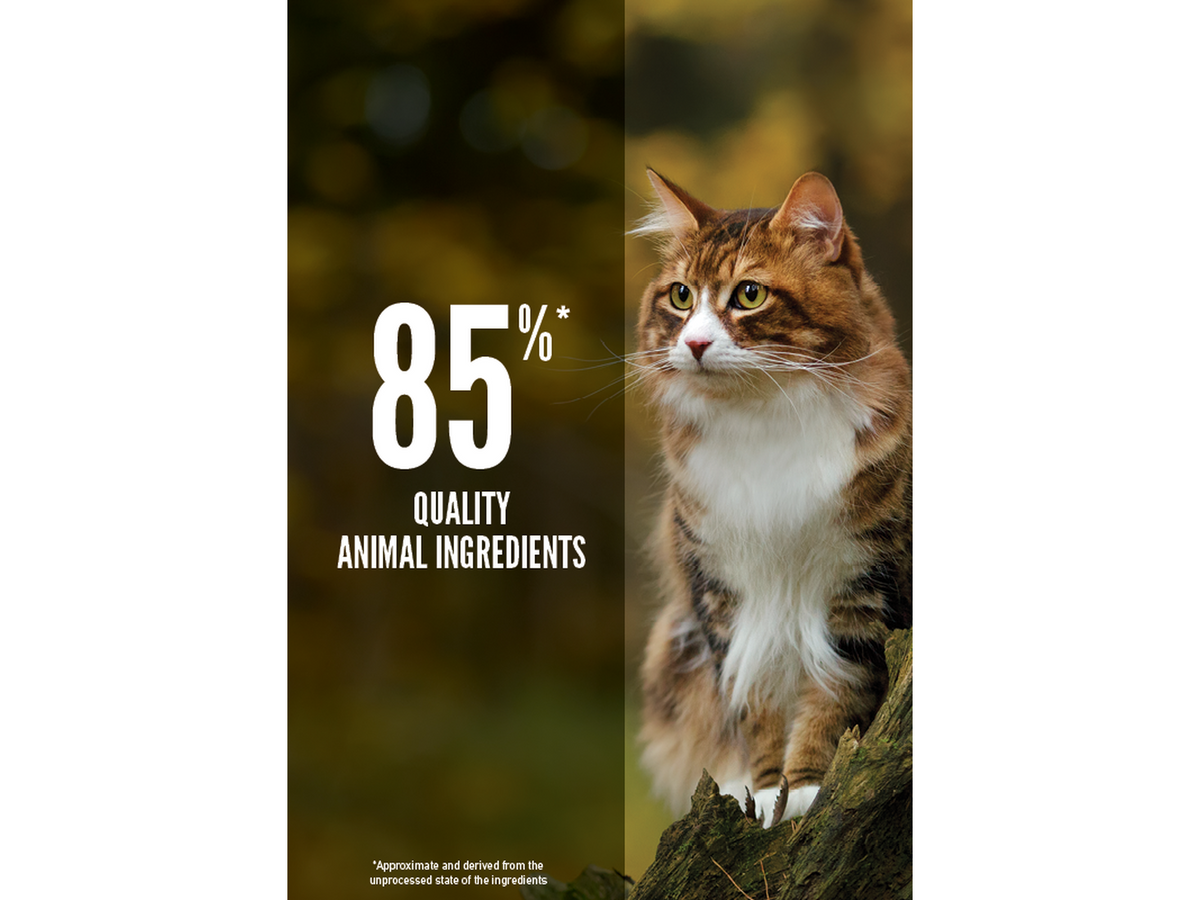 Orijen Regional Red Cat