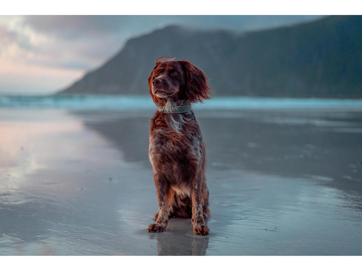 Non-stop dogwear Roam collar halsbånd – Oransje – modellen vist i annen farge