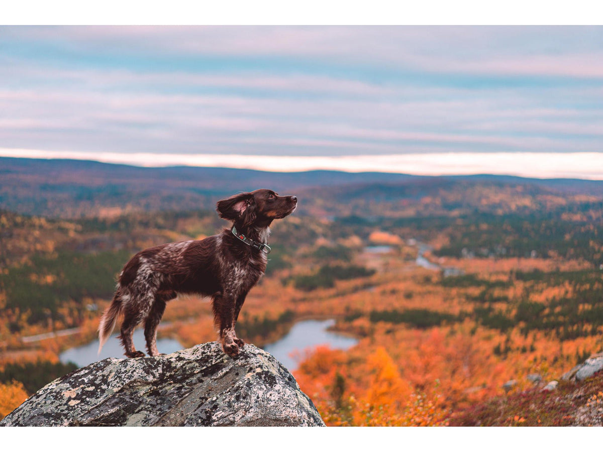 Non-stop dogwear Roam collar halsbånd – Blå – modellen vist i annen farge