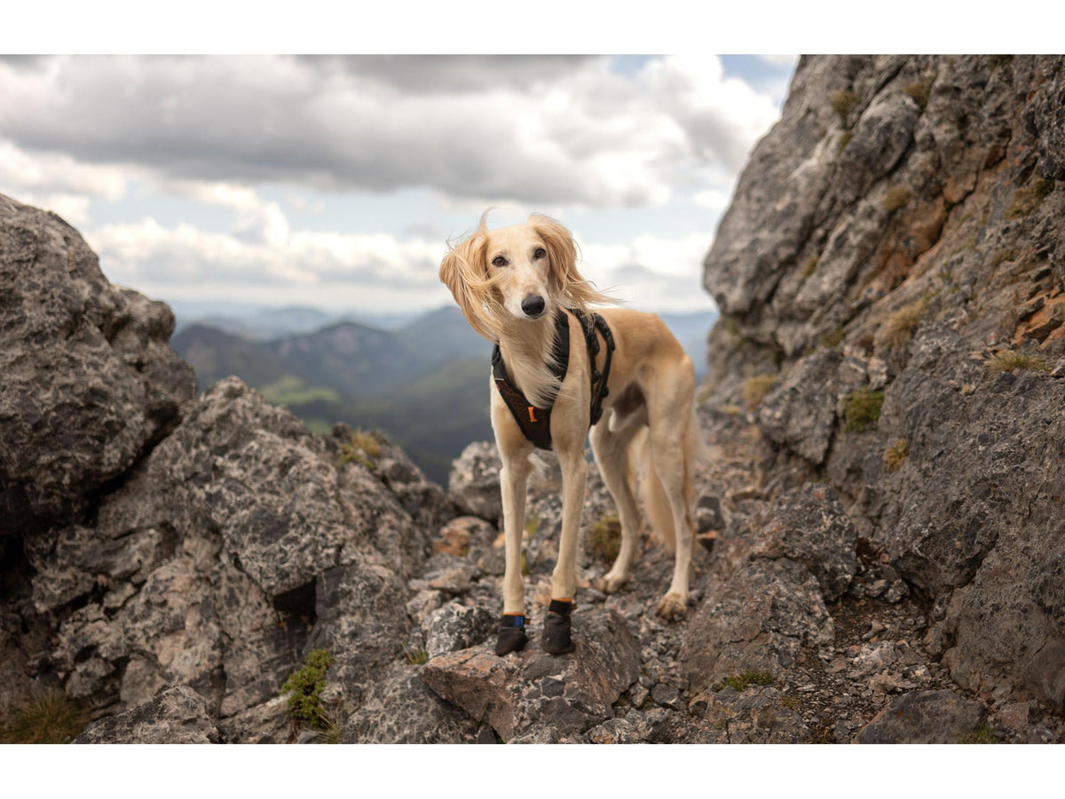 Non-stop dogwear Protector bootie potesokker – Svart/oransje