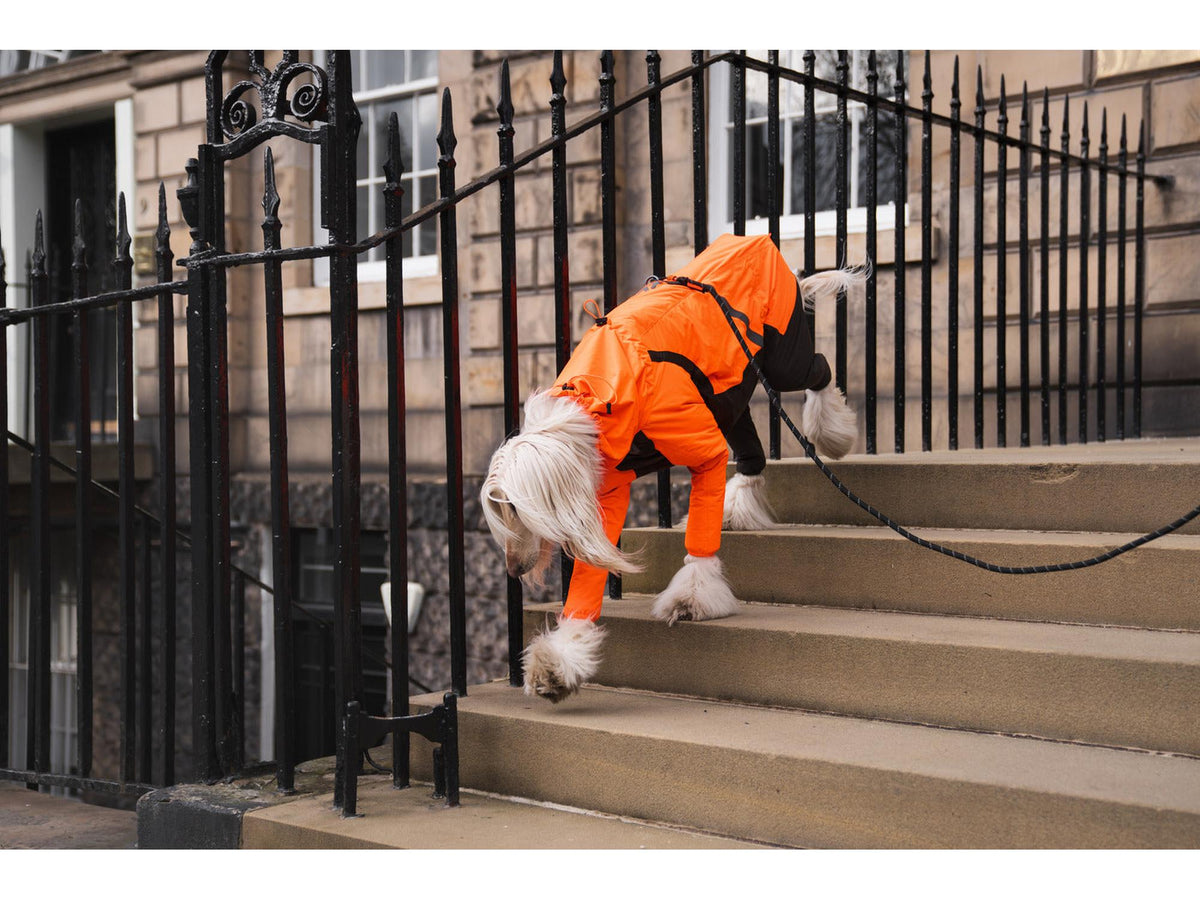 Non-stop dogwear Rock leash tau-leiebånd – Svart