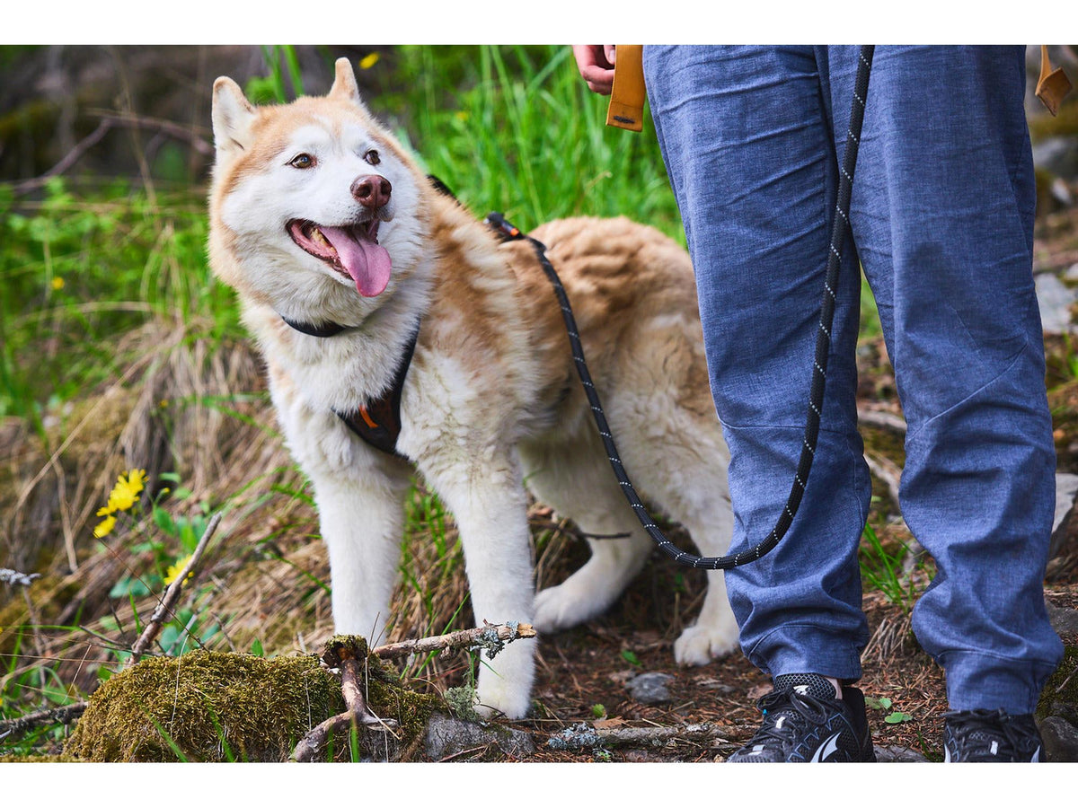 Non-stop dogwear Rock leash tau-leiebånd – Svart