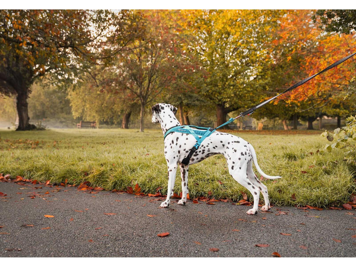 Non-stop dogwear Rush harness trekksele – Teal